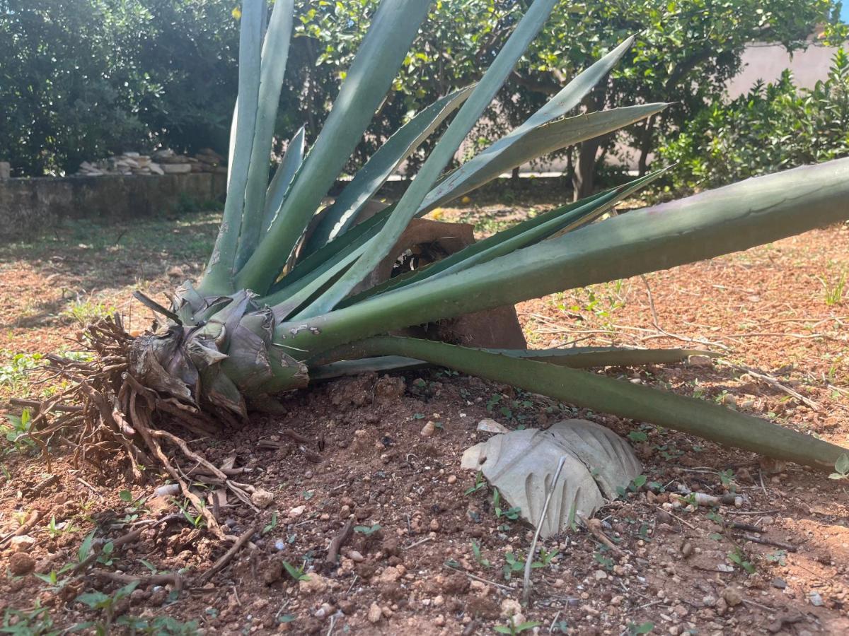 Nespolilla Villa Petrosino Luaran gambar